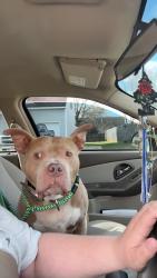 Found/Stray Female Dog last seen Highway 150 / 801, Mooresville, NC 28115