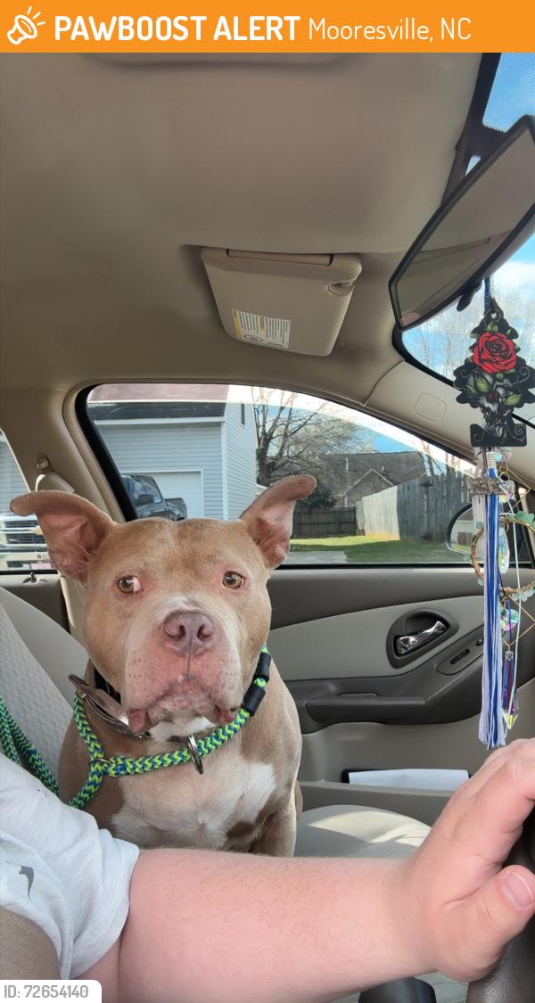 Found/Stray Female Dog last seen Highway 150 / 801, Mooresville, NC 28115