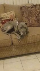 Lost Male Dog last seen Boulder Highway and Tropicana by the easy pond., Whitney, NV 89121