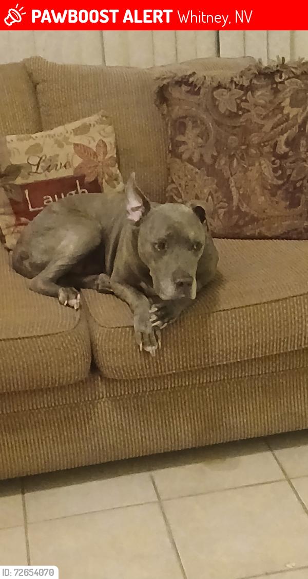 Lost Male Dog last seen Boulder Highway and Tropicana by the easy pond., Whitney, NV 89121