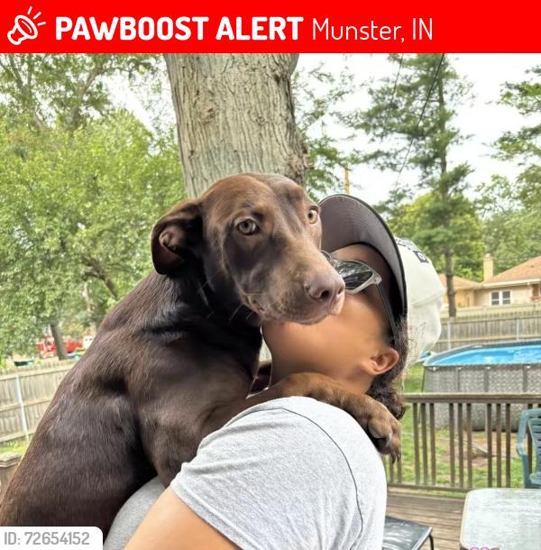 Lost Female Dog last seen Aldi on ridge and went worth, Munster, IN 46321