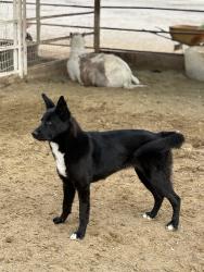 Lost Female Dog last seen Jones & lone mountain , Las Vegas, NV 89130