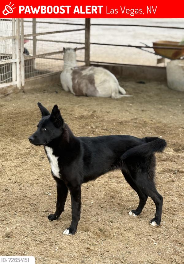 Lost Female Dog last seen Jones & lone mountain , Las Vegas, NV 89130