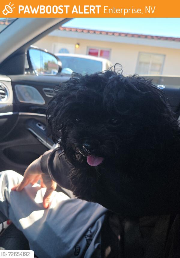 Found/Stray Female Dog last seen Saint rose pkwy and Las Vegas blvd, Enterprise, NV 89044