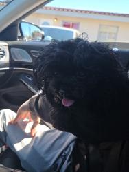 Found/Stray Female Dog last seen Saint rose pkwy and Las Vegas blvd, Enterprise, NV 89044