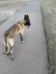 Found/Stray Male Dog last seen Near Cesar E Chavez Dr Lubbock, TX  79415 United States, Lubbock, TX 79415