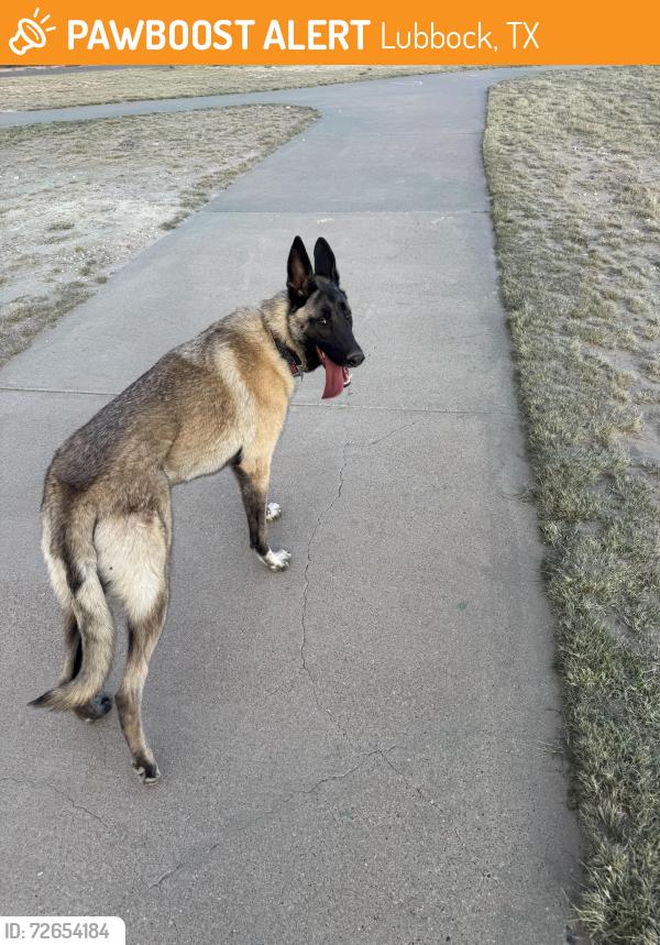 Found/Stray Male Dog last seen Near Cesar E Chavez Dr Lubbock, TX  79415 United States, Lubbock, TX 79415