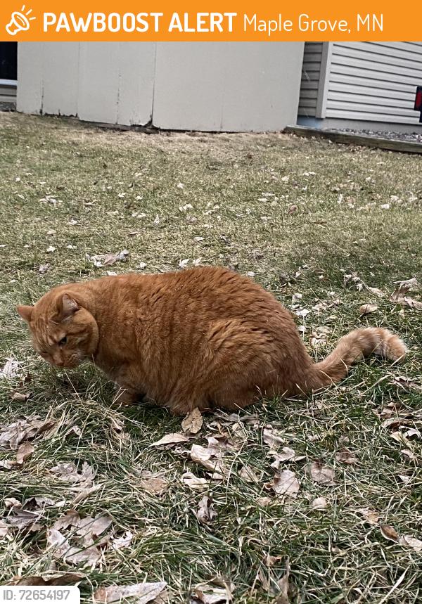 Found/Stray Unknown Cat last seen 96th Ave N and Juneau, Maple Grove, MN 55369