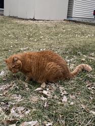 Found/Stray Unknown Cat last seen 96th Ave N and Juneau, Maple Grove, MN 55369