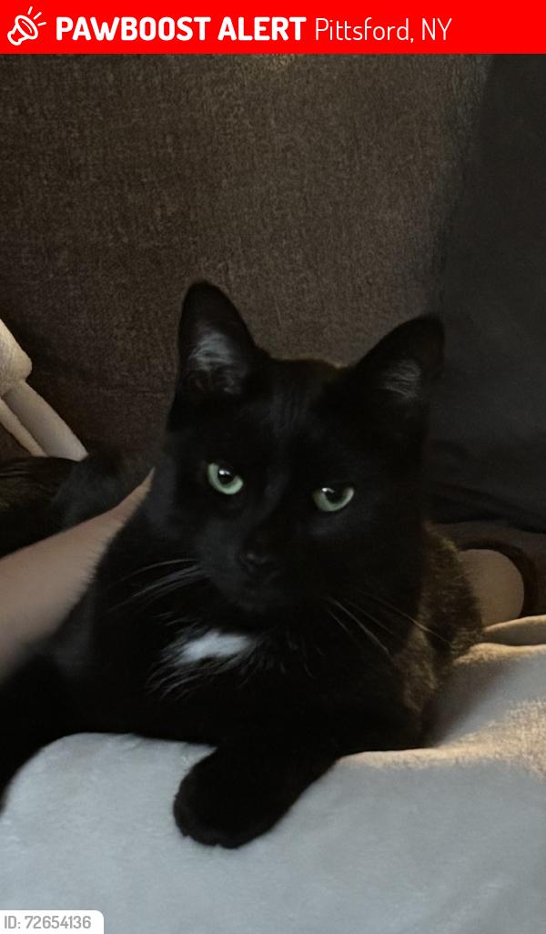 Lost Female Cat last seen Pittsford Plaza, Pittsford, NY 14534