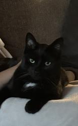 Lost Female Cat last seen Pittsford Plaza, Pittsford, NY 14534