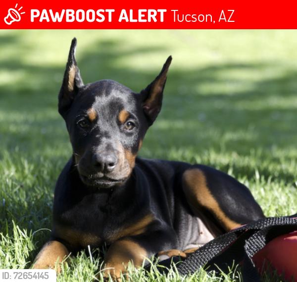Lost Unknown Dog last seen Sam rose, Tucson, AZ 85705