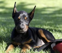 Lost Unknown Dog last seen Sam rose, Tucson, AZ 85705