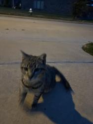 Found/Stray Unknown Cat last seen Corner of Wollemi Pine Trail and Sweet Acacia Trail , Harris County, TX 77449