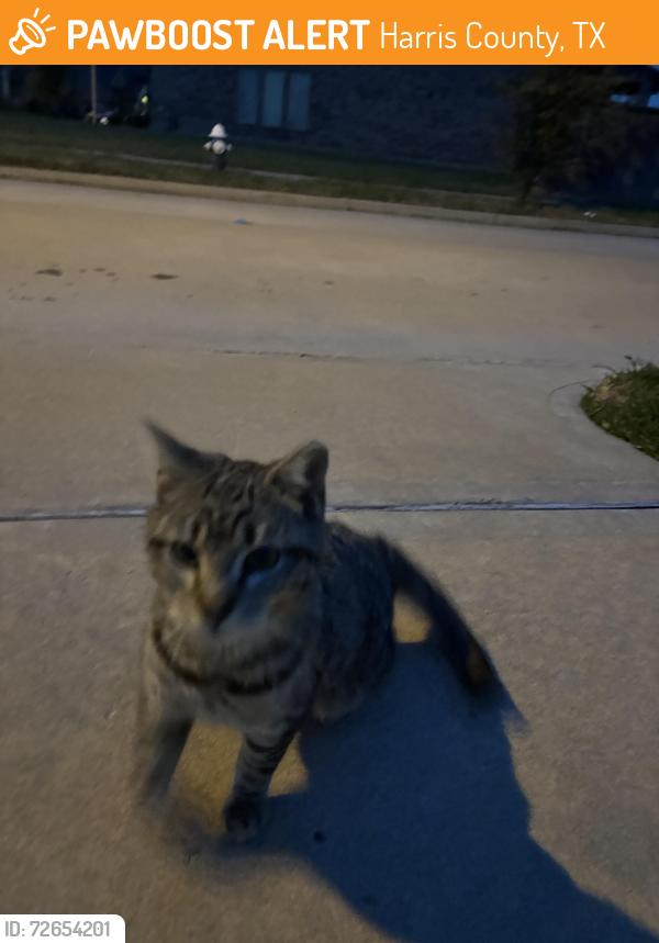 Found/Stray Unknown Cat last seen Corner of Wollemi Pine Trail and Sweet Acacia Trail , Harris County, TX 77449
