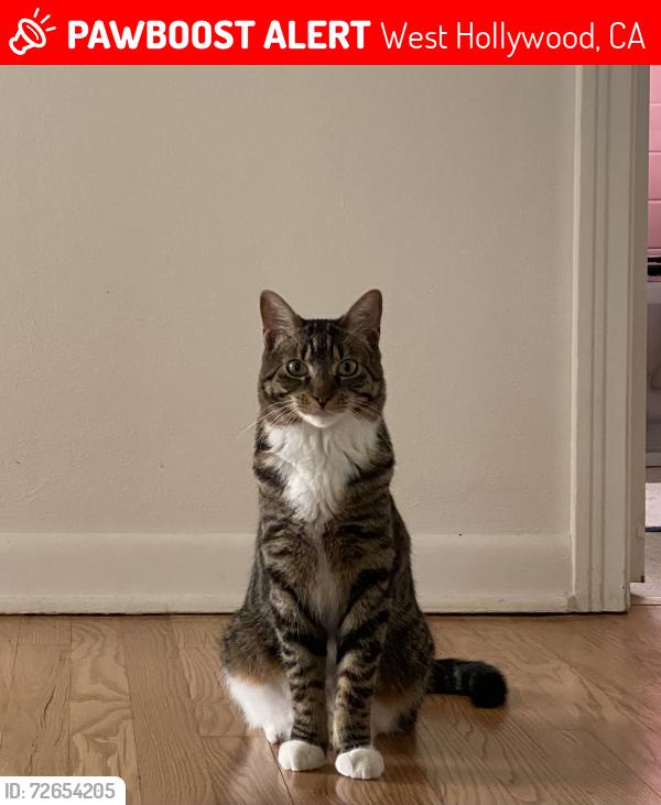 Lost Female Cat last seen Spaulding Ave and Romaine, West Hollywood, CA 90046