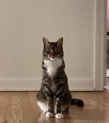 Lost Female Cat last seen Spaulding Ave and Romaine, West Hollywood, CA 90046