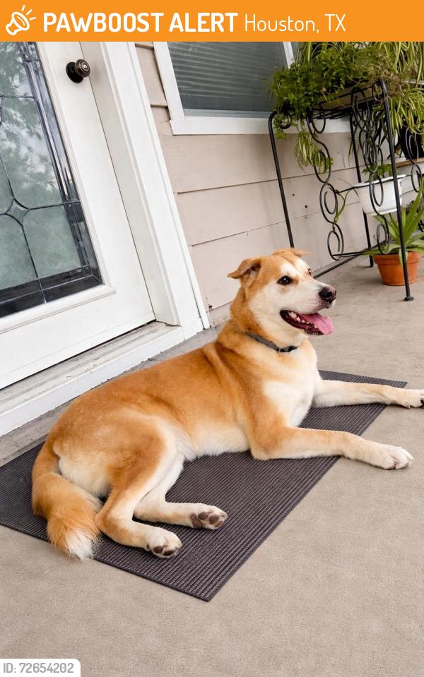 Found/Stray Male Dog last seen Thornwall st, Houston, TX 77092