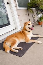 Found/Stray Male Dog last seen Thornwall st, Houston, TX 77092
