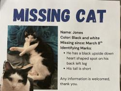 Lost Male Cat last seen Lynwood and Bowen, Arlington, TX 76013