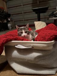 Found/Stray Male Cat last seen Golf view cndmniums, Sterling Heights, MI 48312