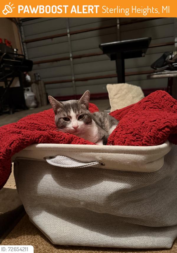Found/Stray Male Cat last seen Golf view cndmniums, Sterling Heights, MI 48312