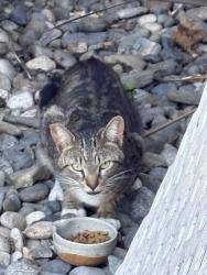 Found/Stray Unknown Cat last seen Market, Concord, CA 94520