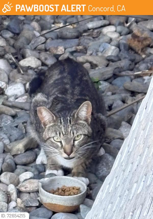 Found/Stray Unknown Cat last seen Market, Concord, CA 94520