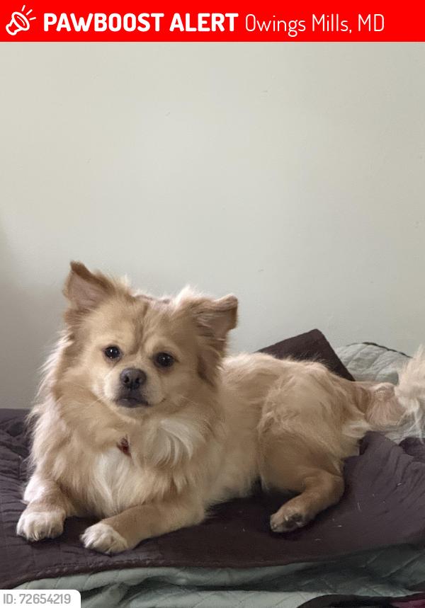 Lost Male Dog last seen High falcon , Owings Mills, MD 21117
