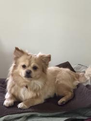 Lost Male Dog last seen High falcon , Owings Mills, MD 21117