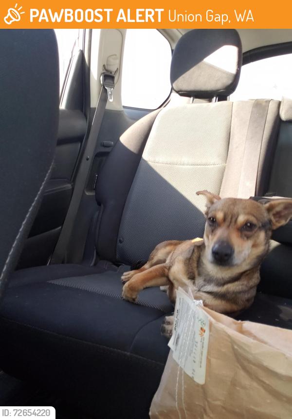 Found/Stray Male Dog last seen Cvs parking lot, Union Gap, WA 98903