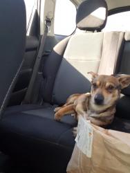 Found/Stray Male Dog last seen Cvs parking lot, Union Gap, WA 98903