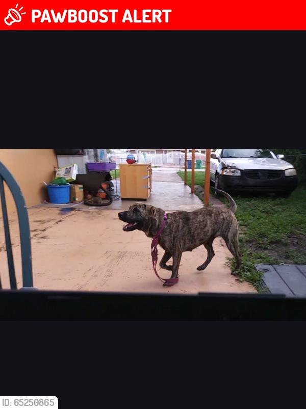 Lost Female Dog last seen Near NE 16th Ave & NE 203rd St, Miami-Dade County, FL 33179