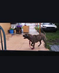 Lost Female Dog last seen Near NE 16th Ave & NE 203rd St, Miami-Dade County, FL 33179