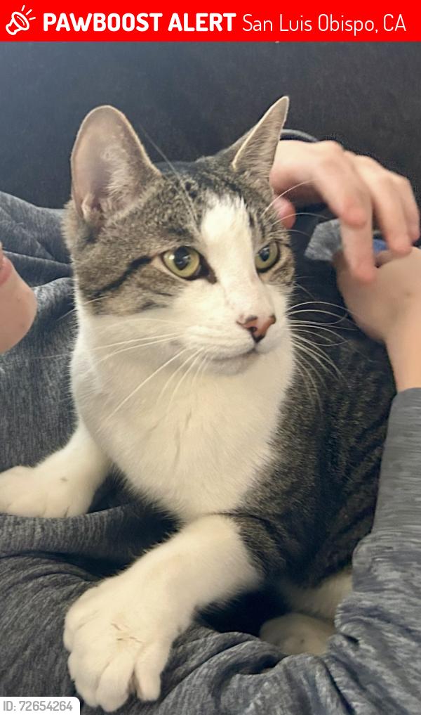 Lost Male Cat last seen Orcutt & Ranch hse Rd, San Luis Obispo, CA 93401