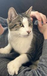 Lost Male Cat last seen Orcutt & Ranch hse Rd, San Luis Obispo, CA 93401