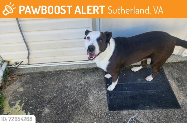 Found/Stray Female Dog last seen River road , chesden lake public boat landing , Sutherland, VA 23885