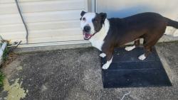 Found/Stray Female Dog last seen River road , chesden lake public boat landing , Sutherland, VA 23885