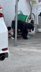 Found/Stray Male Dog last seen Thorn Street and Menlo Avenue, San Diego, CA 92105