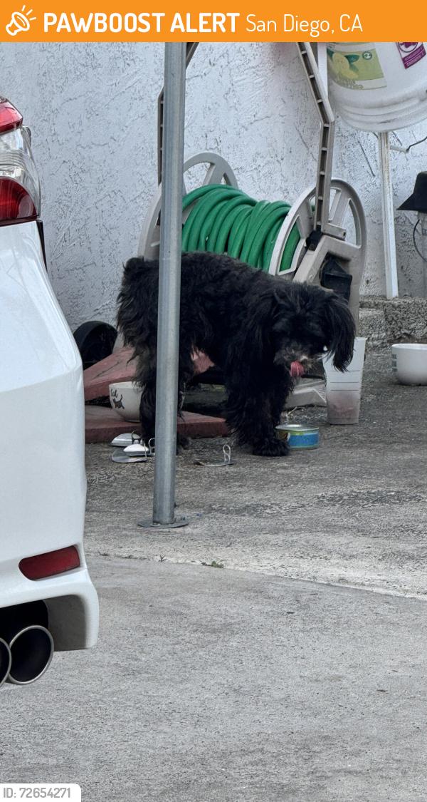 Found/Stray Male Dog last seen Thorn Street and Menlo Avenue, San Diego, CA 92105