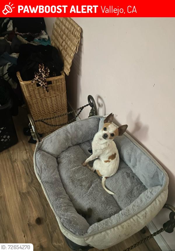 Lost Male Dog last seen Near del sur street, Vallejo, CA 94591