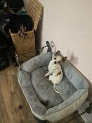 Lost Male Dog last seen Near del sur street, Vallejo, CA 94591