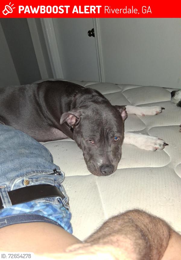 Lost Female Dog last seen Highway 85, Riverdale, GA 30274