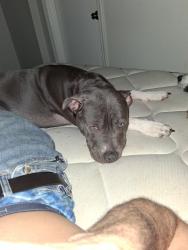 Lost Female Dog last seen Highway 85, Riverdale, GA 30274