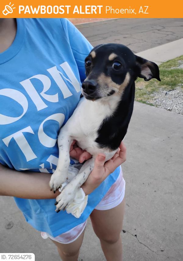 Found/Stray Male Dog last seen Near ave/Indian School, Phoenix, AZ 85013