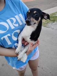 Found/Stray Male Dog last seen Near ave/Indian School, Phoenix, AZ 85013