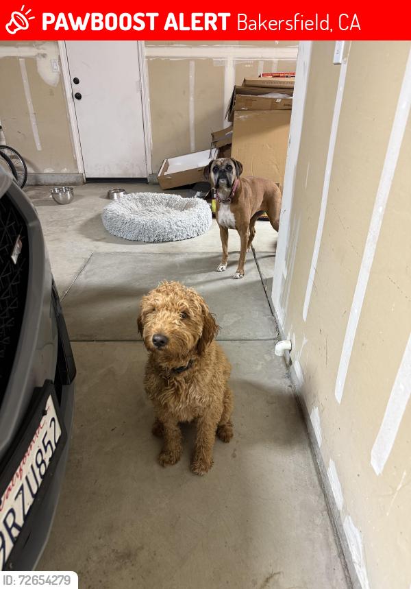 Lost Male Dog last seen Village Green, renfro and stockdale, Bakersfield, CA 93314
