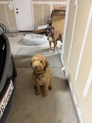 Lost Male Dog last seen Village Green, renfro and stockdale, Bakersfield, CA 93314