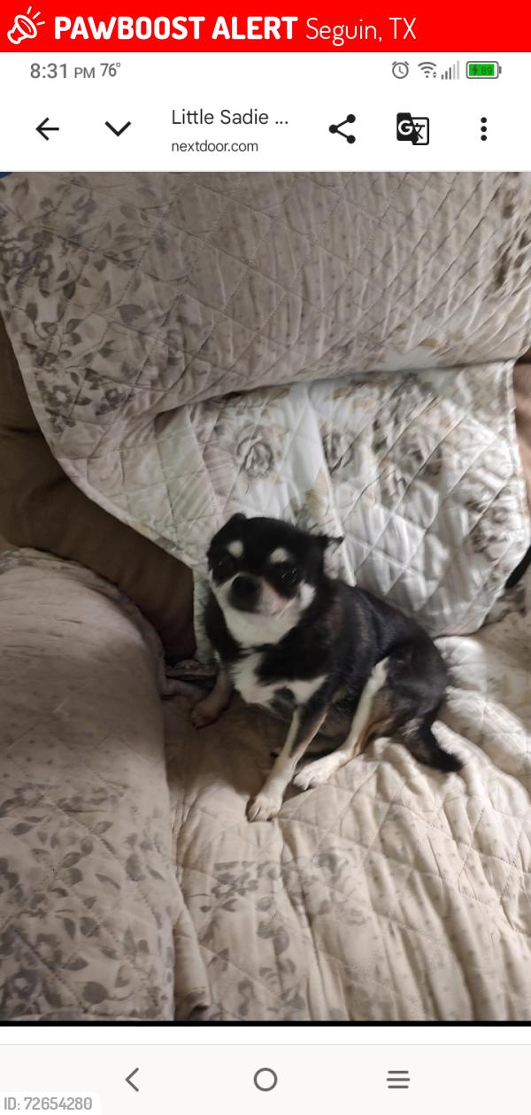 Lost Female Dog last seen Country club drive and Park ridge , Seguin, TX 78155