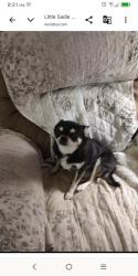 Lost Female Dog last seen Country club drive and Park ridge , Seguin, TX 78155
